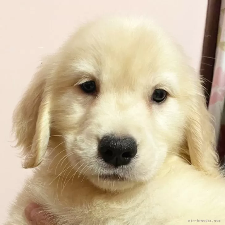 ID:2408-02339の子犬