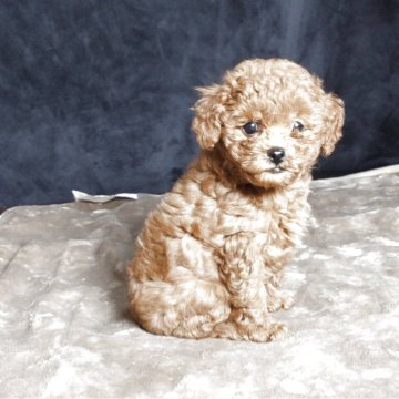 ミックス(マルプー×トイプードル)【秋田県・男の子・2025年9月11日・アプリコット】の写真「チビオスで小柄です！」