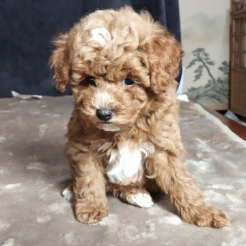 ミックス(マルプー×トイプードル)【秋田県・男の子・2025年9月16日・アプリコット】の写真「後ろ足はくつした！？」