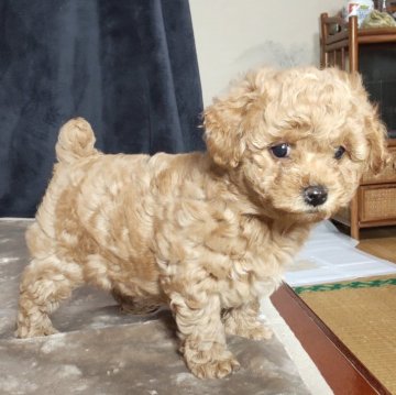 ミックス(マルプー×トイプードル)【秋田県・男の子・2025年9月16日・アプリコット】の写真「薄めのアプリコットです！めっちゃ可愛いです！」