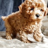 ミックス(マルプー×トイプードル)