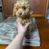 ミックス(マルプー×トイプードル)