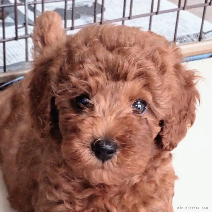 ID：2309-00309の子犬