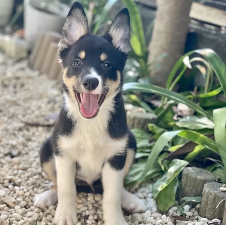 ID:2507-08676の子犬