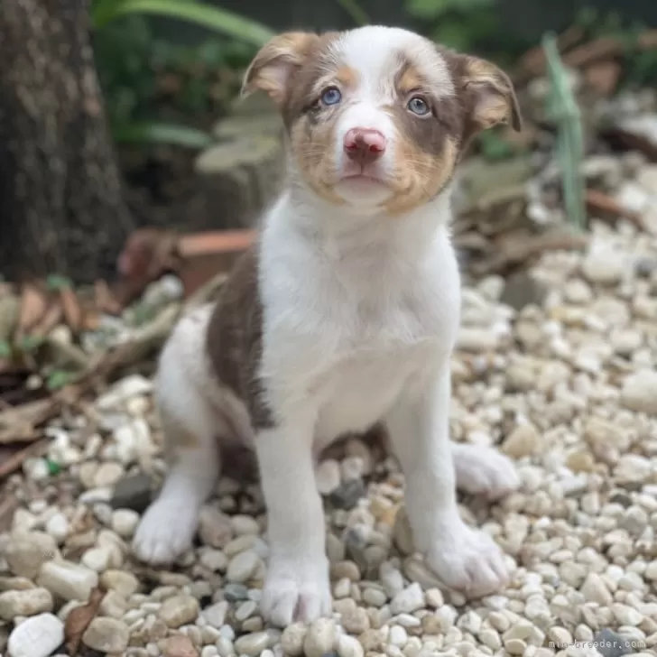 ID：2507-08682の子犬