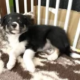 ボーダーコリー
