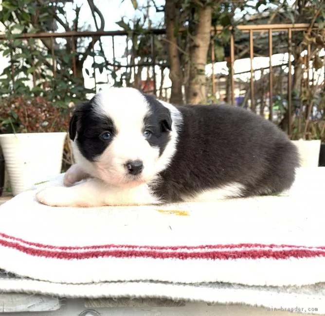 Zeus 様のお迎えした子犬