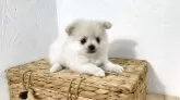 ポメチワ(ポメラニアン×チワワ)【千葉県・男の子・2025年5月6日・クリーム】の写真11
