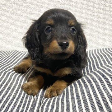 カニンヘンダックスフンド(ロング)【千葉県・男の子・2025年8月24日・ブラックタン】の写真「おっとりおとなしめのカニヘンダックス男の子❗️」