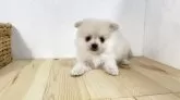 ポメチワ(ポメラニアン×チワワ)【千葉県・男の子・2025年5月6日・クリーム】の写真7