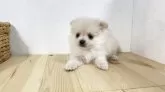 ポメチワ(ポメラニアン×チワワ)【千葉県・男の子・2025年5月6日・クリーム】の写真8