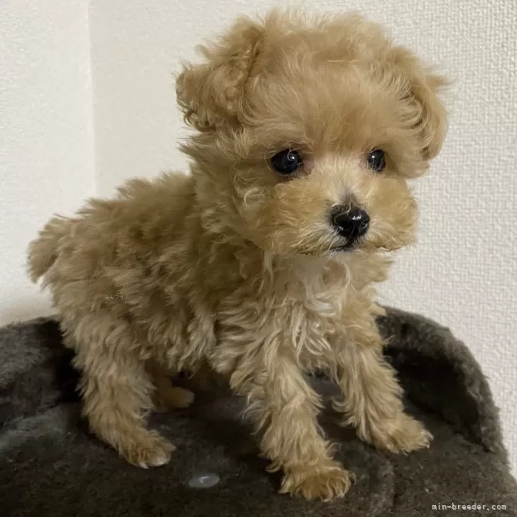 ID：2407-07451の子犬