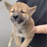 柴犬(標準サイズ)