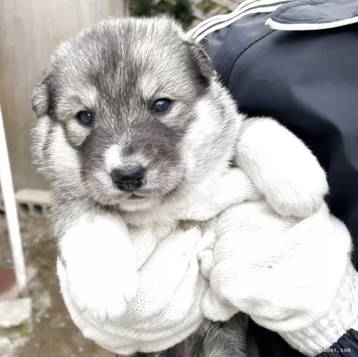 ID：2510-07093の子犬