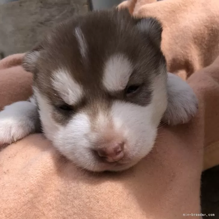 ID：2404-04838の子犬