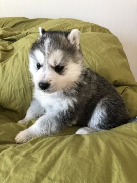 シェプスキー (husky × shepherd)【北海道・男の子・2021年12月25日・ブラック&ホワイト】の写真「スイスホワイトシェパードとホワイトハスキー子犬です」