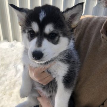 ホワイトシェパード ハスキー(シェプスキー)【北海道・女の子・2023年1月10日・ブラック&ホワイト】の写真「ホワイトシェパードとハスキー(白）のハイブリッド」