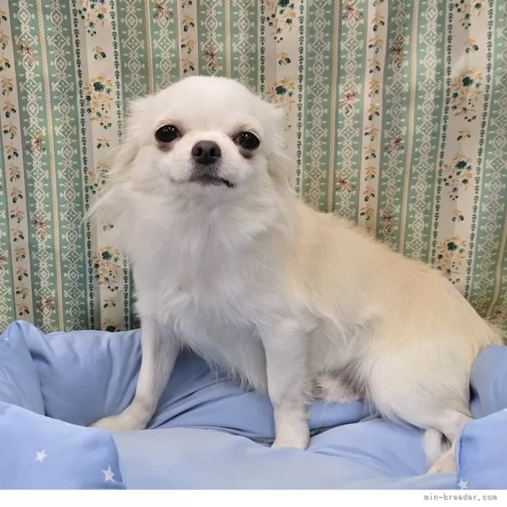 ゆうママ 様のお迎えした子犬