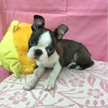 ボストンテリア【茨城県・男の子・2025年7月1日・ブリンドル&ホワイト】の写真「好奇心旺盛な男の子です」