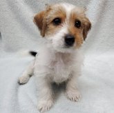 ジャックラッセルテリア