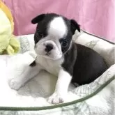 ボストンテリア