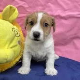 ジャックラッセルテリア