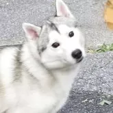 シベリアンハスキー