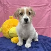 ジャックラッセルテリア