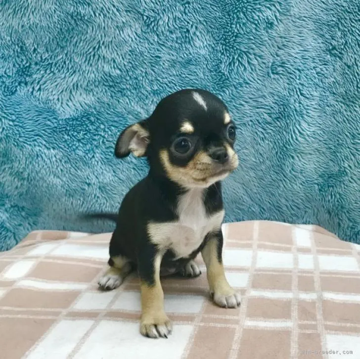 ID:2207-00199の子犬