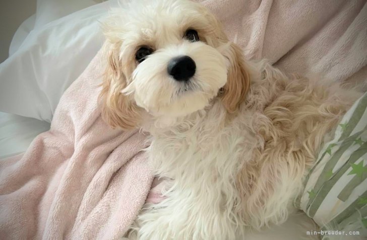 ウィークポイントを補うMIX(キャバション等)も作出｜田端　尚和(たばた　なおかず)ブリーダー(福岡県・シーズーなど・JKC登録)の紹介写真7