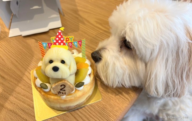 田端尚和ブリーダーのブログ：㊗️満2歳🎂キャバション兄弟