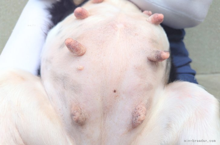 田端尚和ブリーダーのブログ：お腹パンパン 🤗