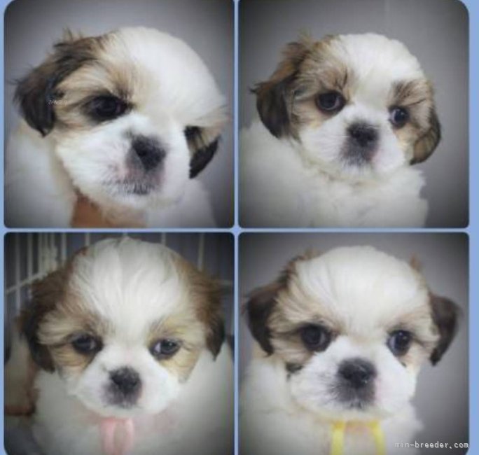 田端尚和ブリーダーのブログ：それぞれの巣立ち🏠️