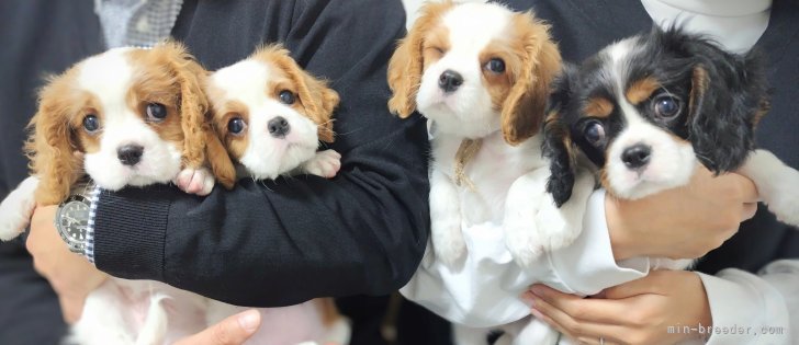 田端尚和ブリーダーのブログ：それぞれの新生活🏠️