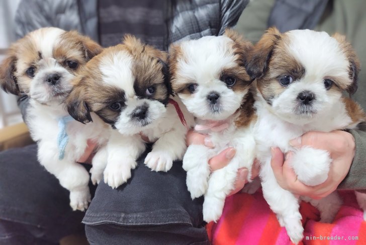 田端尚和ブリーダーのブログ：生後58日目🐾巣立ちます