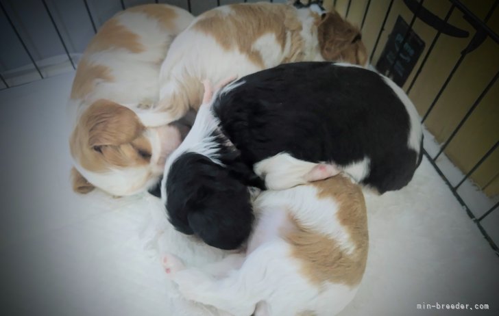 田端尚和ブリーダーのブログ：キャバ嬢✨離乳開始🍚