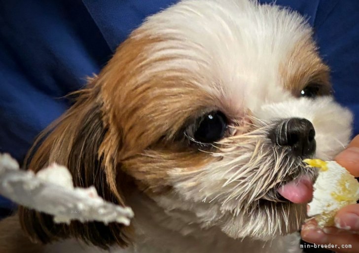 田端尚和ブリーダーのブログ：㊗️満2歳🎂千和ちゃん🐾