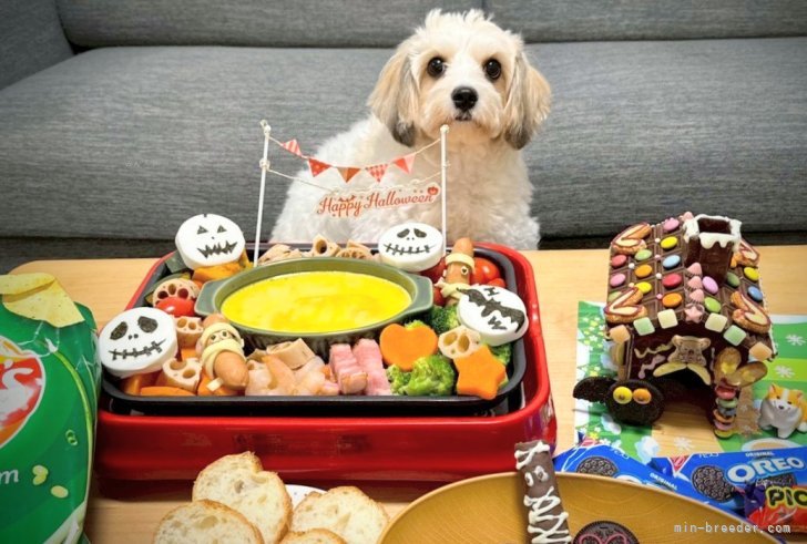 田端尚和ブリーダーのブログ：続〜各地のキャバション達🥰