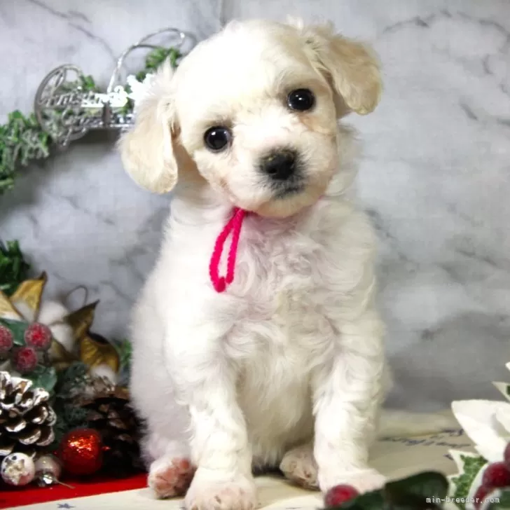 ID:2411-03979の子犬