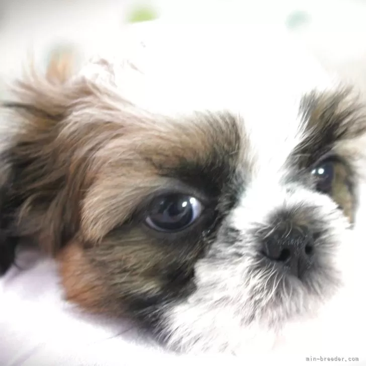 J.T 様のお迎えした子犬