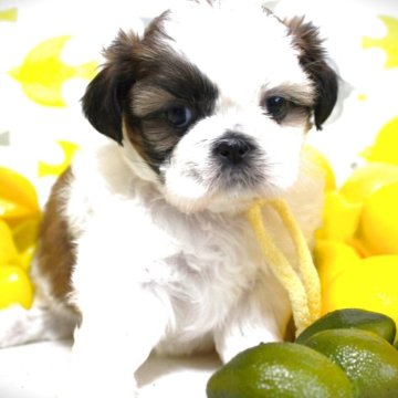 シーズー【福岡県・女の子・2025年10月16日・ホワイト&ゴールド】の写真「お茶目な片パンチ💓」