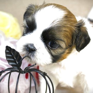 シーズー【福岡県・女の子・2025年10月16日・ホワイト&ゴールド】の写真「自慢の美形長女♡」