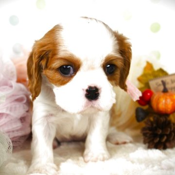 キャバリア【福岡県・女の子・2025年9月28日・ブレンハイム】の写真「甘えっ子の末娘♡」