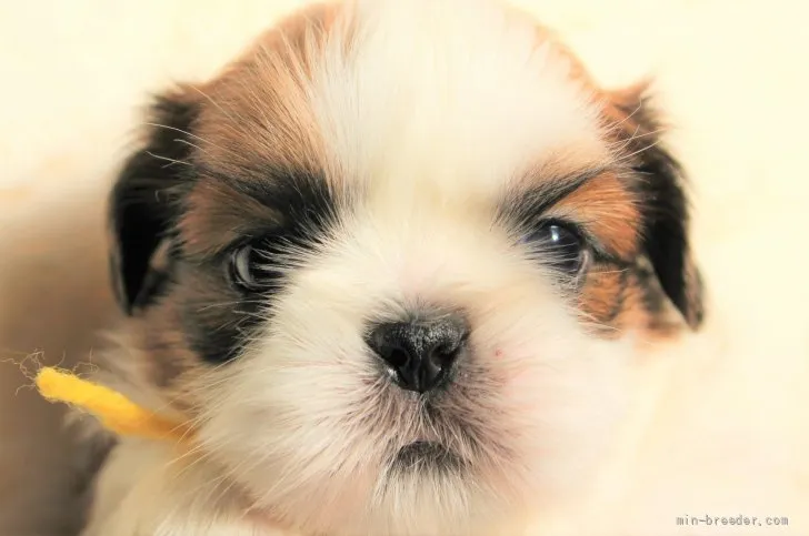 ID：2202-01421の子犬