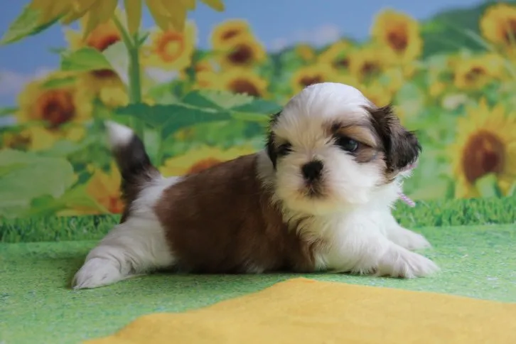 ID:1606-01371の子犬