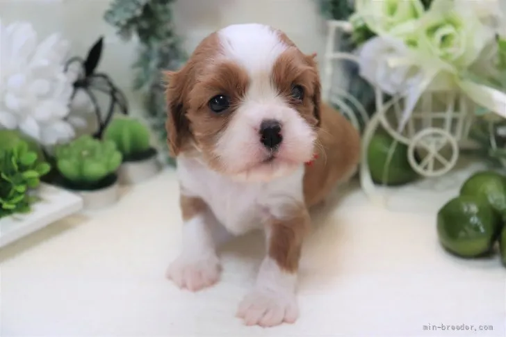 ID:2110-03904の子犬