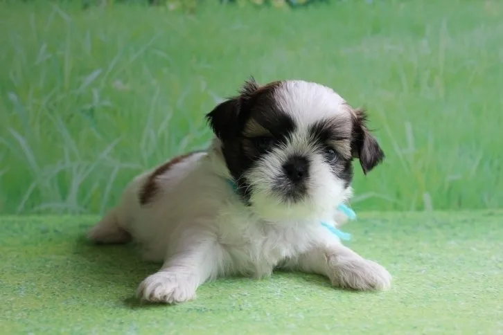 ID:1606-01368の子犬