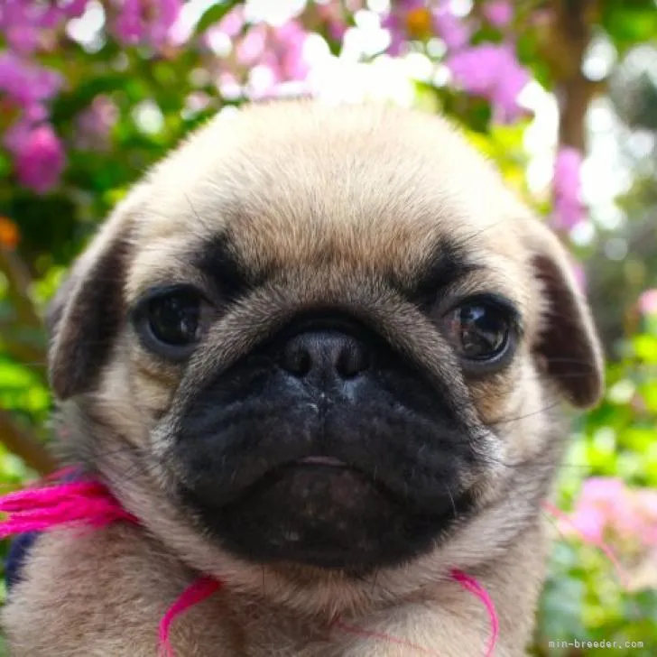 ID：2207-01299の子犬