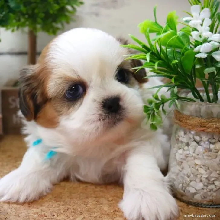 ID：2308-05497の子犬