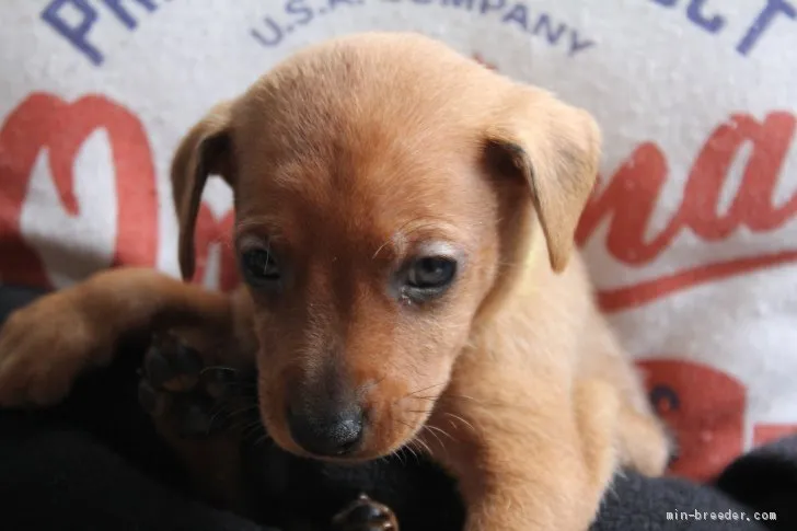 ID:1911-00457の子犬